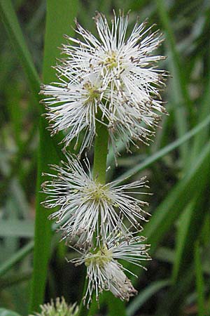 Sparganium emersum \ Einfacher Igelkolben, D Mörfelden 29.7.2006