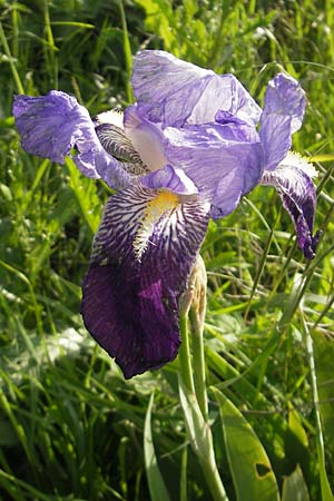 Iris cultivar \ Schwertlilien-Zuchtform / Cultivated Iris Form, D Mannheim 18.5.2010