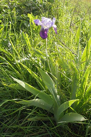 Iris cultivar \ Schwertlilien-Zuchtform / Cultivated Iris Form, D Mannheim 18.5.2010