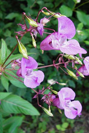 Impatiens glandulifera \ Indisches Springkraut, D Groß-Gerau 23.8.2014