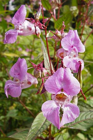 Impatiens glandulifera \ Indisches Springkraut, D Groß-Gerau 23.8.2014