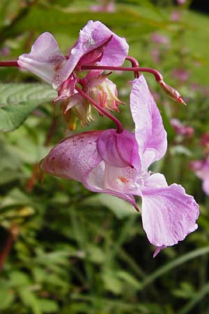 Impatiens glandulifera \ Indisches Springkraut / Indian Balsam, D Groß-Gerau 23.8.2014