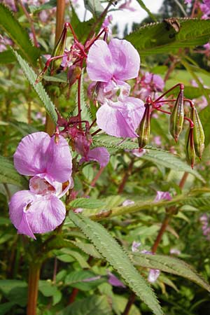 Impatiens glandulifera \ Indisches Springkraut, D Groß-Gerau 23.8.2014