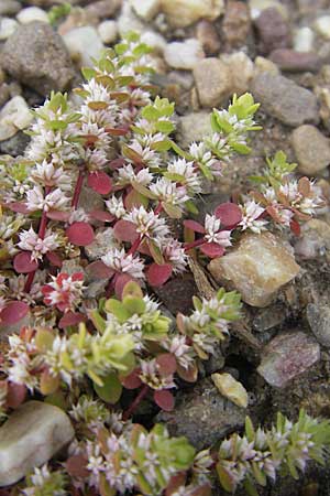 Illecebrum verticillatum \ Knorpelkraut, Quirlige Knorpelblume / Coral Necklace, D Botan. Gar.  Universit.  Mainz 11.7.2009