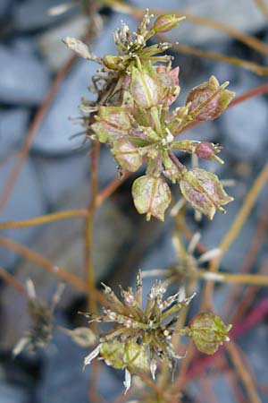 Iberis linifolia subsp. boppardensis \ Bopparder Schleifenblume, D Botan. Gar.  Universit.  Mainz 13.9.2008