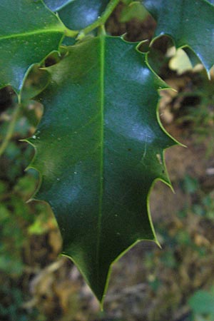 Ilex aquifolium \ Stechpalme, D Bad Bergzabern 3.10.2011