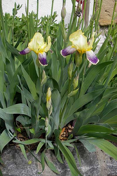 Iris cultivar \ Schwertlilien-Zuchtform / Cultivated Iris Form, D Franken/Franconia Scheßlitz 18.5.2012