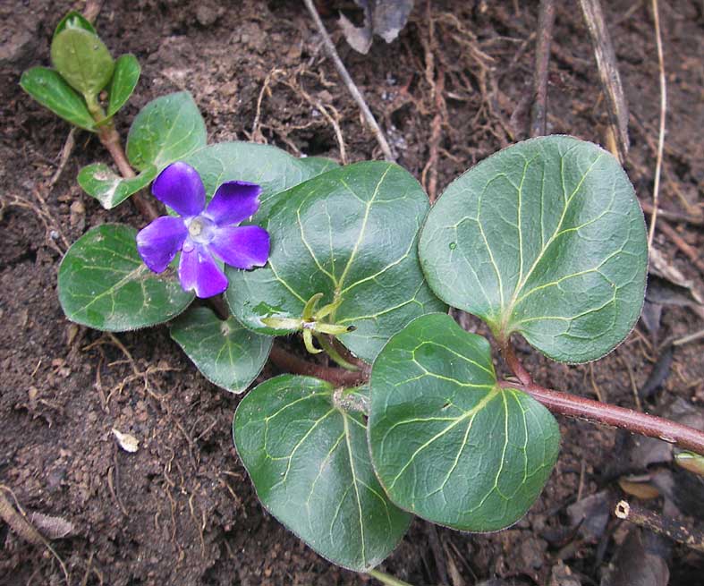 Vinca major / Greater Periwinkle, D Weinheim an der Bergstraße 26.3.2006