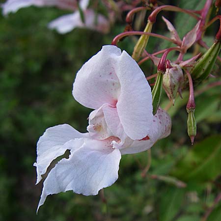 Impatiens glandulifera \ Indisches Springkraut / Indian Balsam, D Schriesheim-Altenbach 26.8.2008