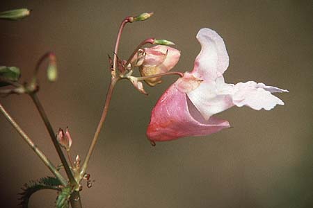 Impatiens glandulifera / Indian Balsam, D Mannheim 8.9.1984