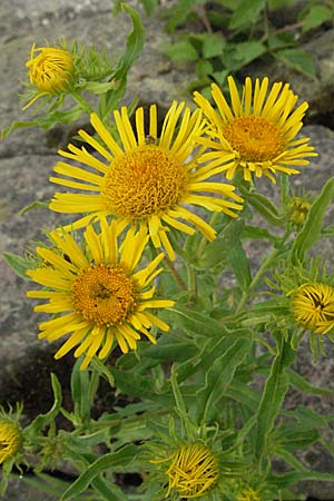 Pentanema britannicum \ Wiesen-Alant / Meadow Fleabane, Yellowhead, D Mannheim 7.7.2006