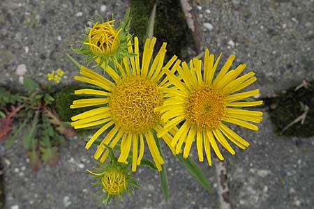 Pentanema britannicum \ Wiesen-Alant / Meadow Fleabane, Yellowhead, D Mannheim 7.7.2006