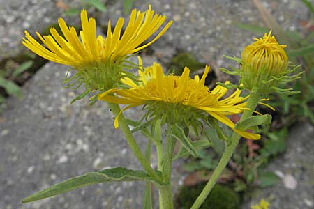 Pentanema britannicum \ Wiesen-Alant / Meadow Fleabane, Yellowhead, D Mannheim 7.7.2006