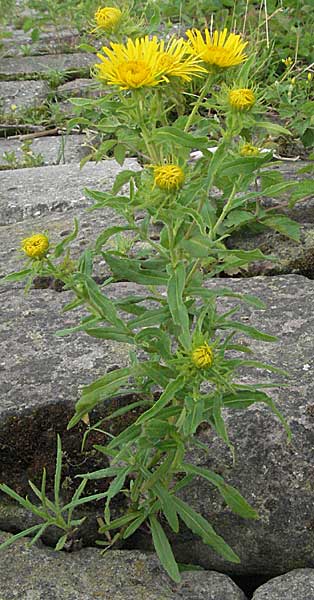 Pentanema britannicum \ Wiesen-Alant / Meadow Fleabane, Yellowhead, D Mannheim 7.7.2006