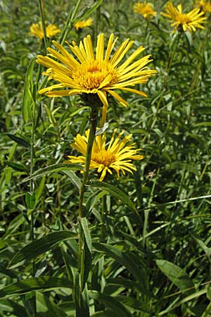 Pentanema salicinum \ Weidenblttriger Alant, D Pforzheim 15.7.2006