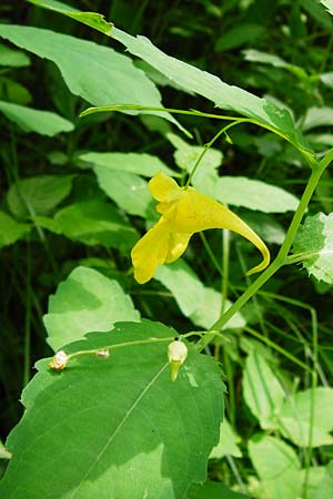 Impatiens noli-tangere \ Echtes Springkraut, Rhrmichnichtan / Touch me not, D Obernzell an der Donau 11.6.2014