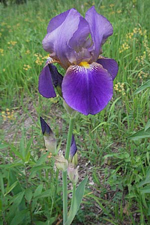 Iris cultivar \ Schwertlilien-Zuchtform / Cultivated Iris Form, D Weinheim an der Bergstraße 16.5.2006