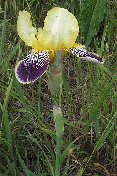 Iris cultivar \ Schwertlilien-Zuchtform / Cultivated Iris Form, D Mannheim 17.5.2006
