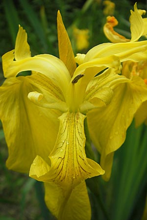 Iris pseudacorus \ Gelbe Schwertlilie / Yellow Iris, D Mannheim 21.5.2009