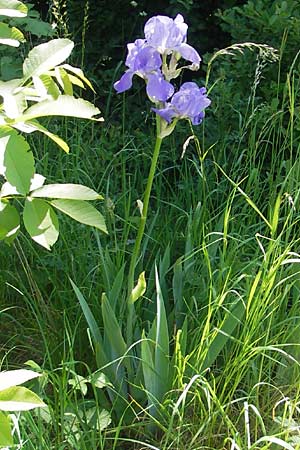 Iris cultivar \ Schwertlilien-Zuchtform / Cultivated Iris Form, D Pfalz, Landau 26.5.2012