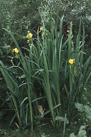 Iris pseudacorus \ Gelbe Schwertlilie / Yellow Iris, D Mannheim 8.6.1981