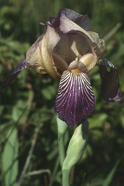 Iris squalens \ Schmutziggelbe Schwertlilie / Brown-flowered Iris, D Elztal-Dallau 25.5.1989