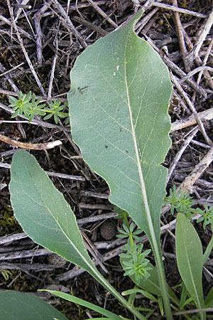 Isatis tinctoria \ Frber-Waid / Woad, D Mannheim 6.5.2009