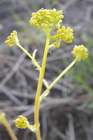 Isatis tinctoria \ Frber-Waid / Woad, D Mannheim 6.5.2009