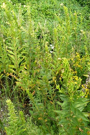 Oenothera deflexa \ Abgebogene Nachtkerze / Leipzig Evening Primrose, D Karlsruhe 16.7.2011