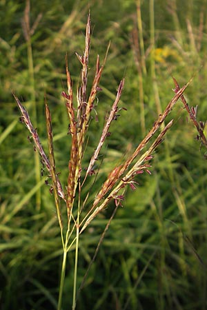 Bothriochloa ischoemum \ Gewhnliches Bartgras, D Karlsruhe 4.9.2010