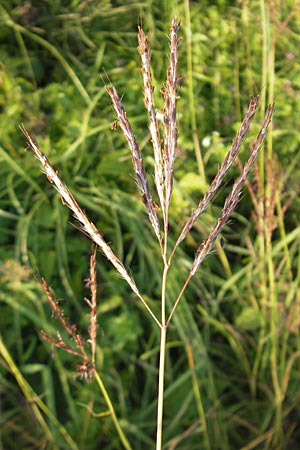 Bothriochloa ischoemum / Bluestem, D Karlsruhe 4.9.2010