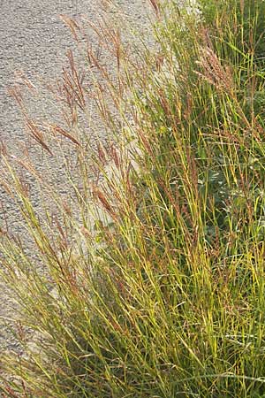 Bothriochloa ischoemum \ Gewhnliches Bartgras / Bluestem, D Karlsruhe 4.9.2010