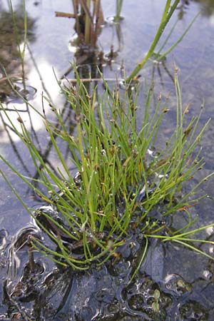 Isolepis setacea \ Borsten-Moorbinse / Bristle Club Rush, D Birkenheide 18.7.2011