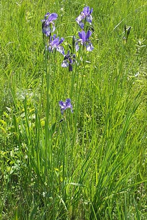 Iris sibirica \ Sibirische Schwertlilie / Siberian Iris, D Pfalz, Speyer 29.5.2012