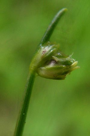 Isolepis setacea \ Borsten-Moorbinse, D Schwarzwald, Reichental 7.7.2012