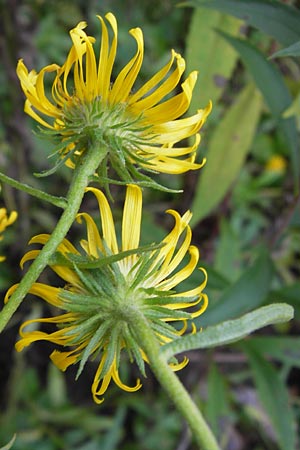 Pentanema salicinum \ Weidenblttriger Alant / Irish Fleabane, D Wiesbaden 22.9.2012