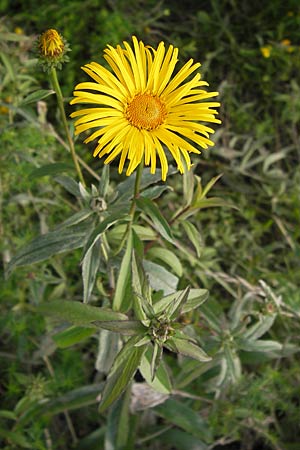 Pentanema salicinum \ Weidenblttriger Alant, D Groß-Gerau 4.7.2013