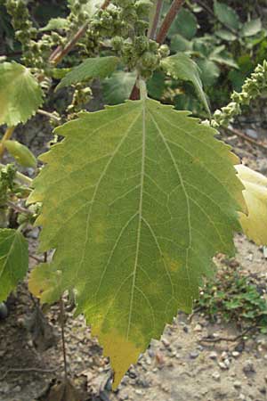 Iva xanthiifolia \ Schlagkraut / Marsh Elder, D Mannheim 16.9.2006