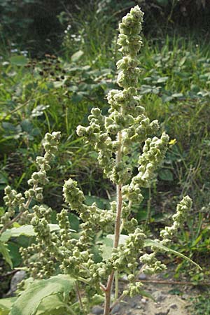 Iva xanthiifolia \ Schlagkraut / Marsh Elder, D Mannheim 16.9.2006