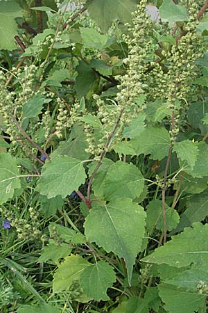 Iva xanthiifolia \ Schlagkraut / Marsh Elder, D Mannheim 16.9.2006