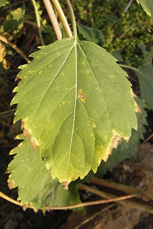 Iva xanthiifolia \ Schlagkraut / Marsh Elder, D Viernheim 10.9.2012