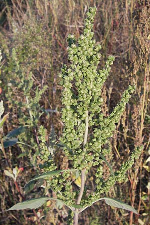 Iva xanthiifolia \ Schlagkraut / Marsh Elder, D Viernheim 10.9.2012