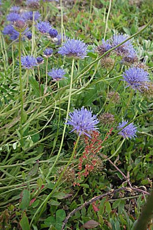 Jasione laevis \ Ausdauerndes Sandglckchen / Sheep's Bit, D Schwarzwald/Black-Forest, Feldberg 18.8.2007