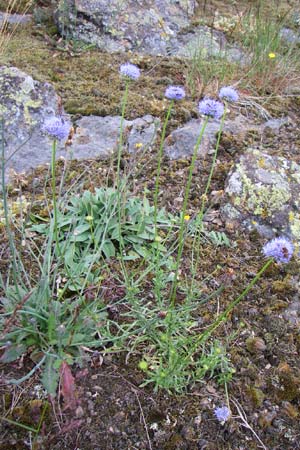 Jasione montana \ Berg-Sandglckchen, Schaf-Rapunzel / Sheep's Bit, D Siefersheim 14.6.2008