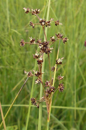 Juncus acutiflorus x articulatus \ Bastard-Glieder-Binse, D Gessertshausen 30.7.2011