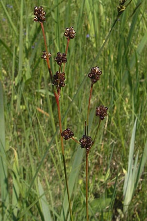 Luzula multiflora \ Vielbltige Hainsimse / Heath Wood-Rush, D Pfalz, Speyer 29.5.2012