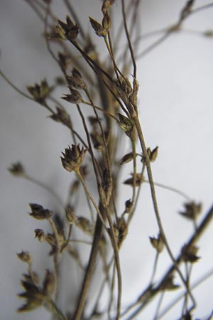 Juncus acutiflorus x articulatus \ Bastard-Glieder-Binse, D Odenwald, Erbach 2.10.2012