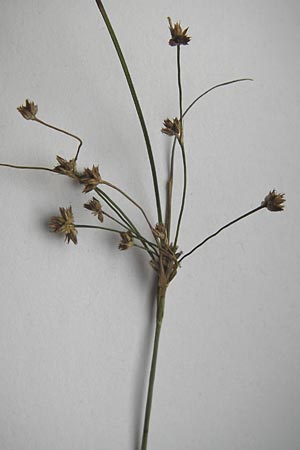 Juncus acutiflorus x articulatus \ Bastard-Glieder-Binse, D Odenwald, Erbach 2.10.2012