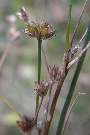 Juncus acutiflorus x articulatus / Hybrid Rush, D Odenwald, Erbach 6.10.2012