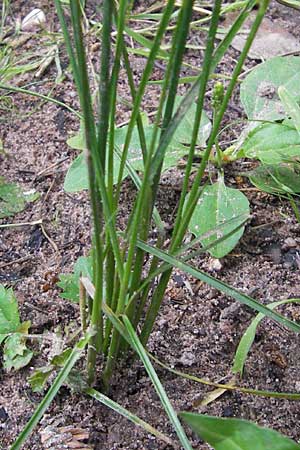 Juncus tenuis \ Zarte Binse / Slender Rush, D Bad Dürkheim 19.7.2009